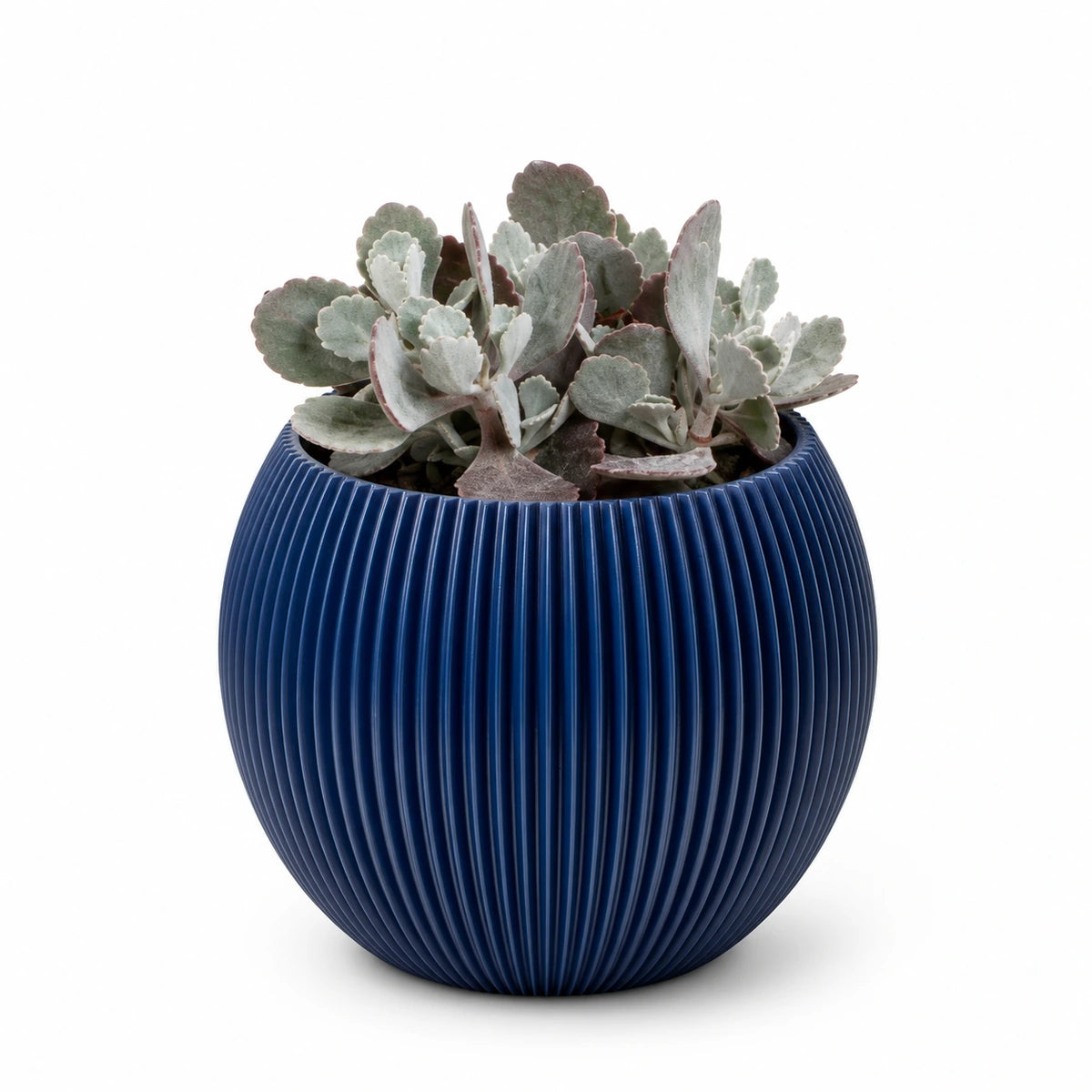 Kalanchoe pumila 9cm + Capi Vase ball groove dark blue 13cm (BGVDB109)
