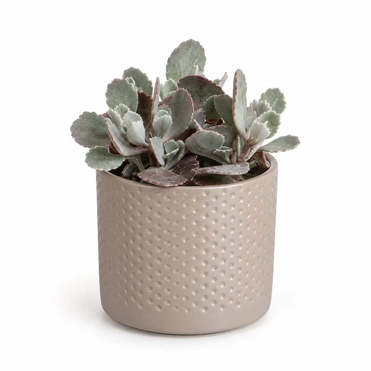 Kalanchoe pumila 9cm + Era taupe relief 8.5cm (1096062)