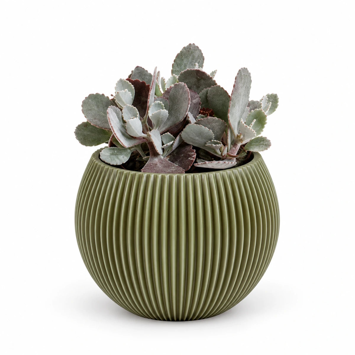 Kalanchoe pumila 9cm + Capi Vase ball groove green 13cm (BGVGN109)