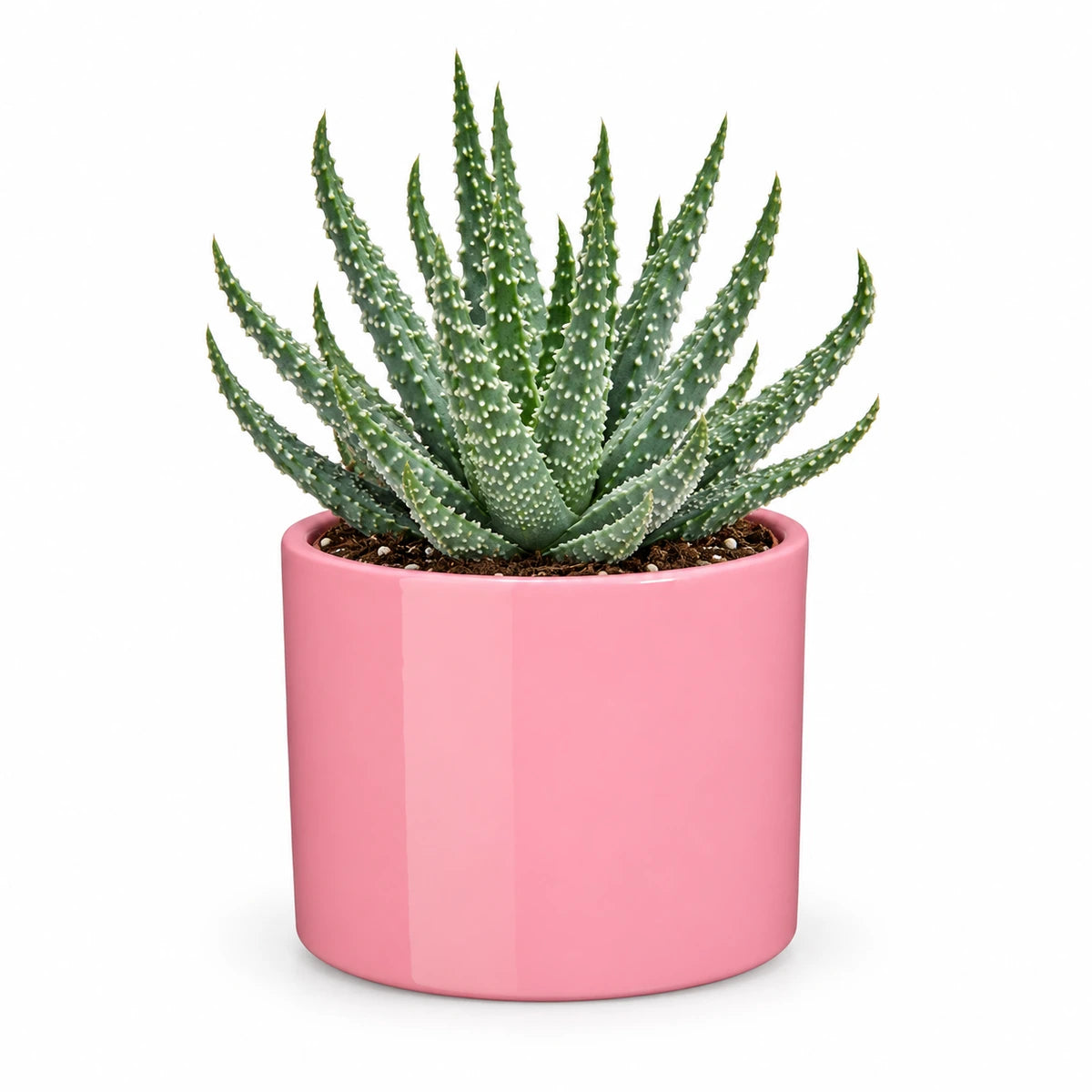 Aloe humilis 10.5cm + Era pink 10.5cm (1135536)