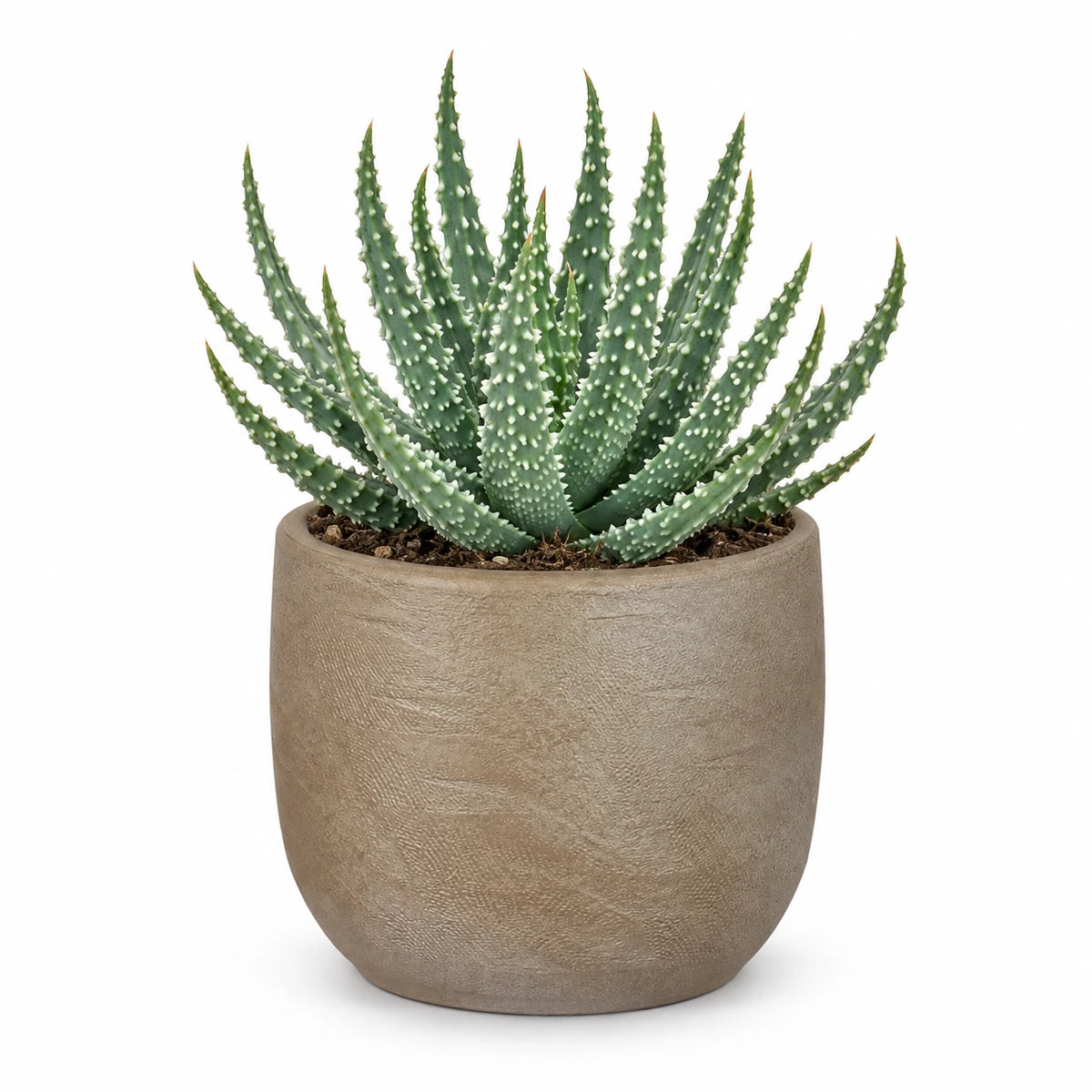 Aloe humilis 10.5cm + Nora taupe 11cm (1074611)