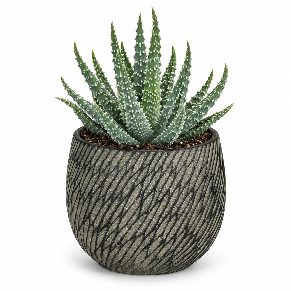 Aloe humilis 10.5cm + Elio anthracite 11cm (1163961)