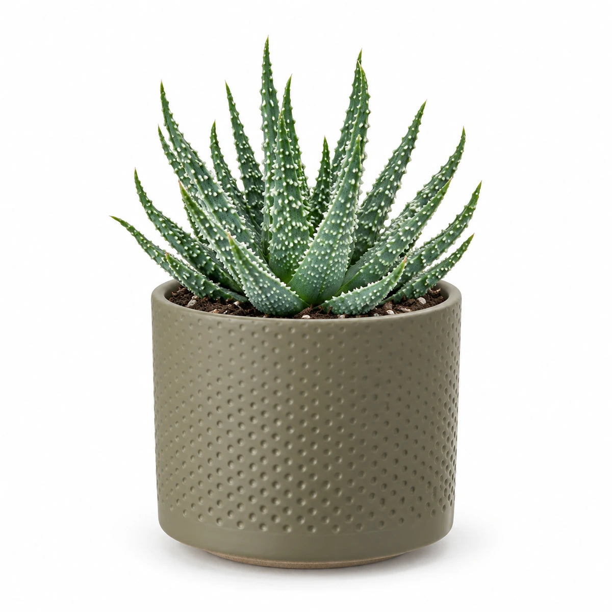 Aloe humilis 10.5cm + Era green relief 10.5cm (1051631)