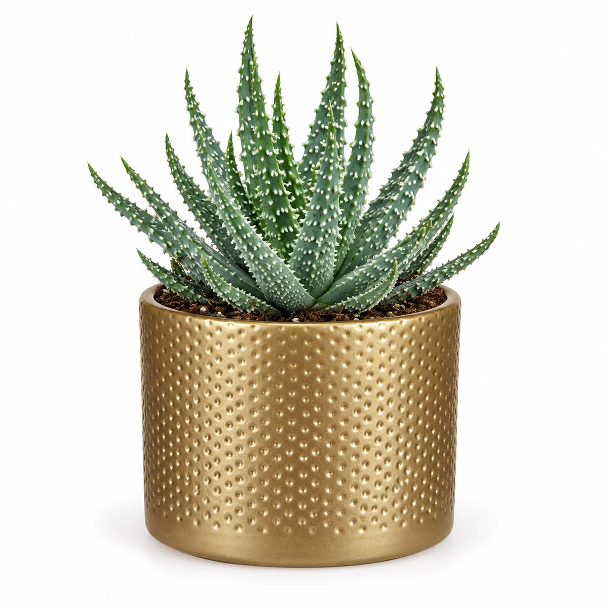 Aloe humilis 10.5cm + Era gold relief 10.5cm (1059866)