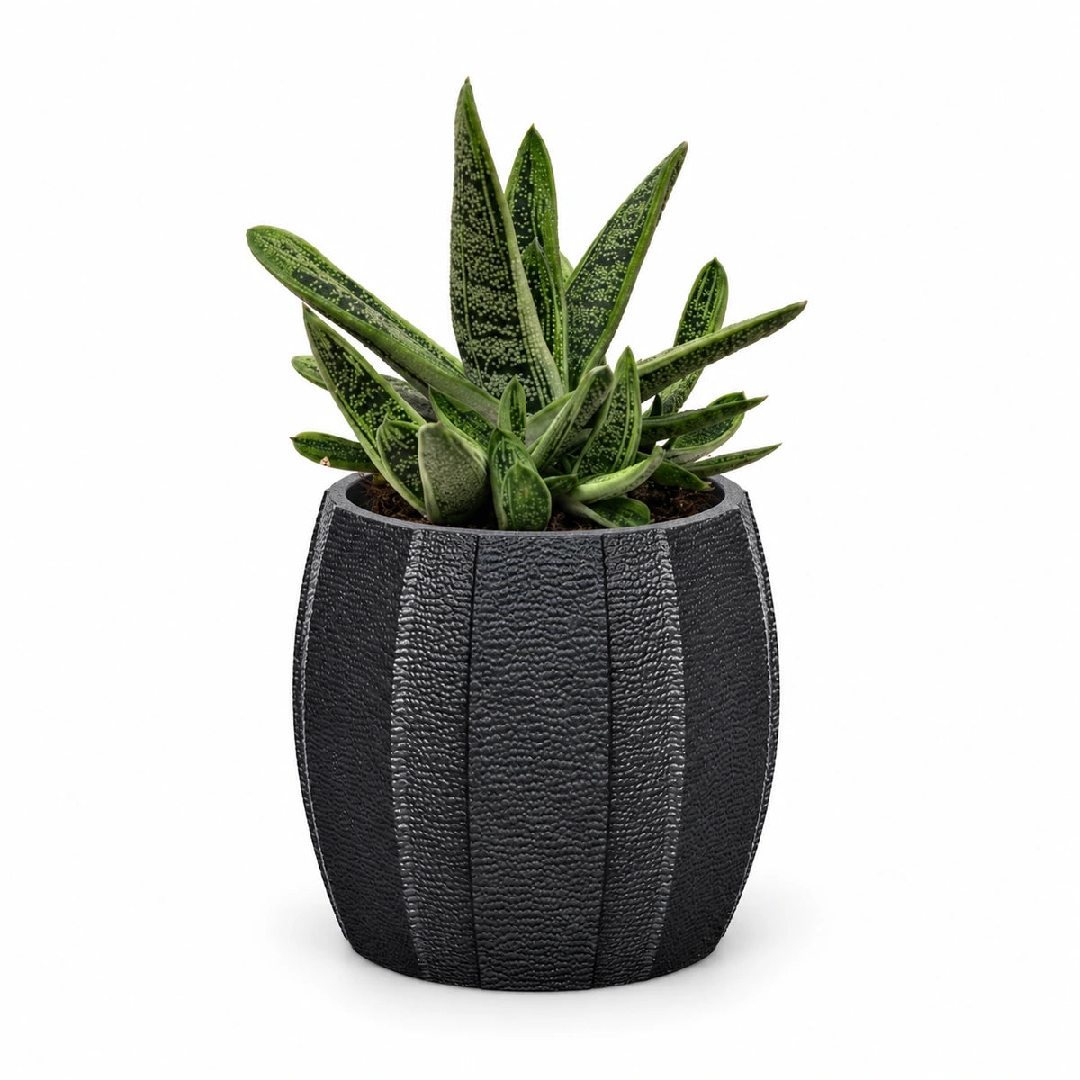 Gasteria 'little warty' 8.5cm + Capi elegant wide arc anthracite 12cm (BARA292)