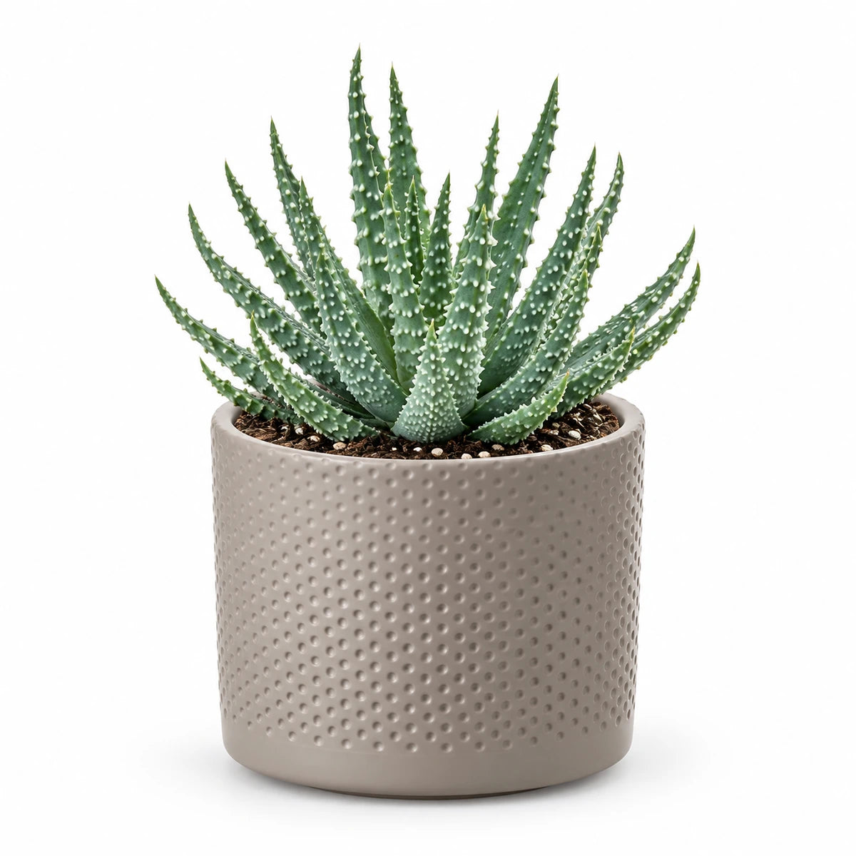 Aloe humilis 10.5cm + Era taupe relief 10.5cm (1051626)