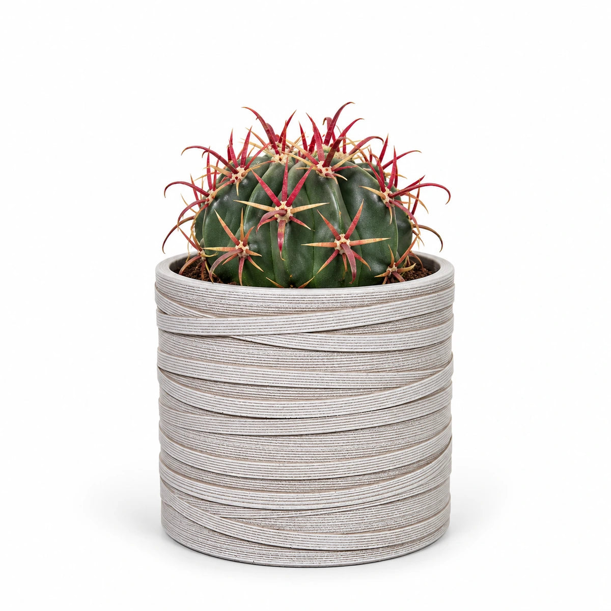 Ferocactus latispinus 10.5cm + Capi cylinder loop ivory 12cm (BLPI211)