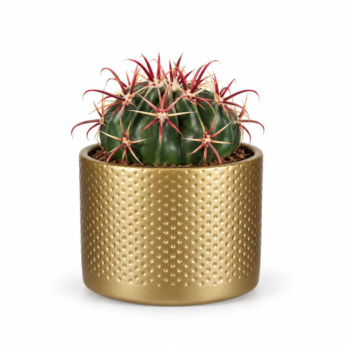 Ferocactus latispinus 10.5cm + Era gold relief 10.5cm (1059866)