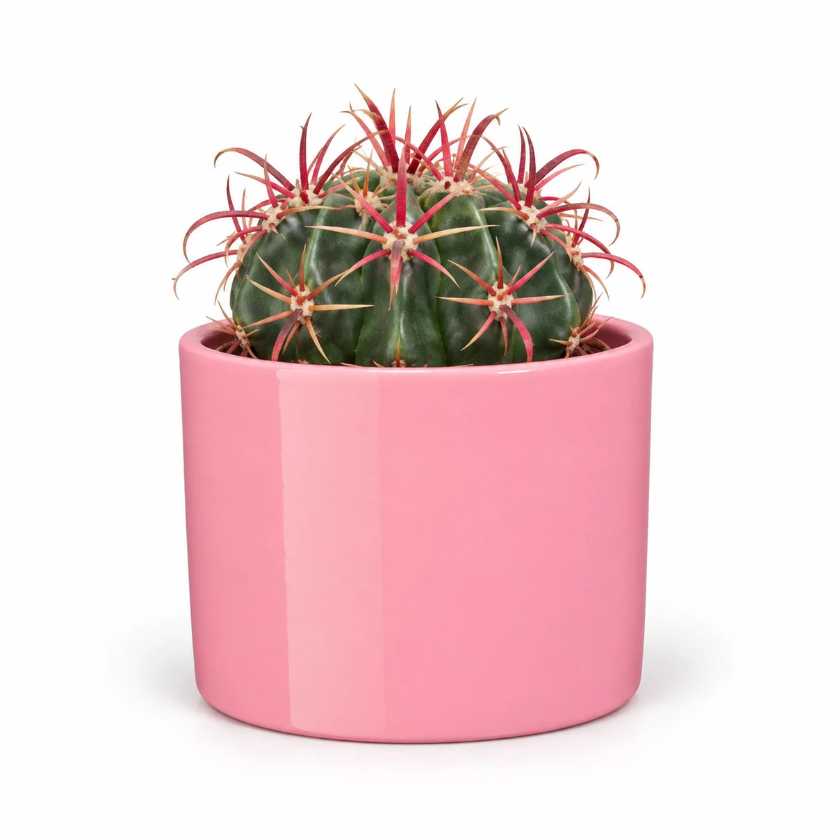 Ferocactus latispinus 10.5cm + Era pink 10.5cm (1135536)