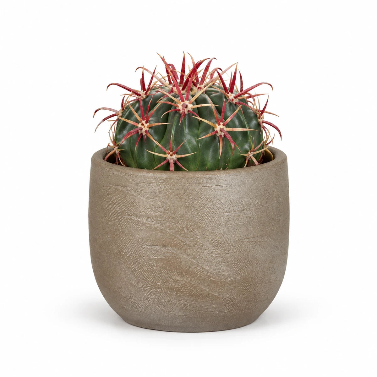 Ferocactus latispinus 10.5cm + Nora taupe 11cm (1074611)