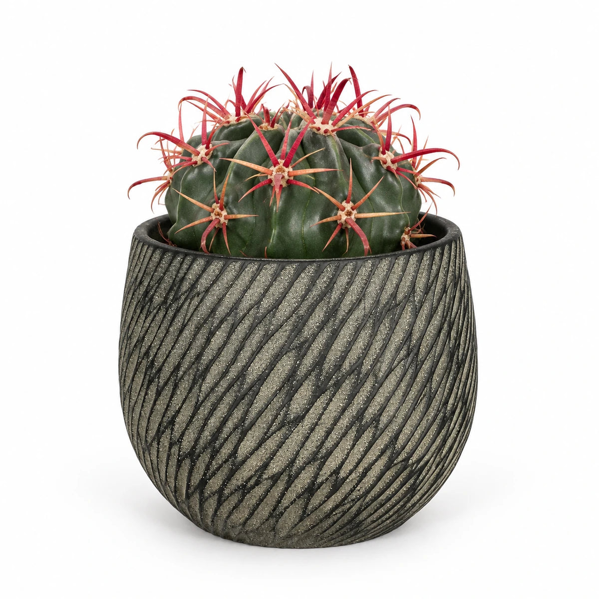 Ferocactus latispinus 10.5cm + Elio anthracite 11cm (1163961)