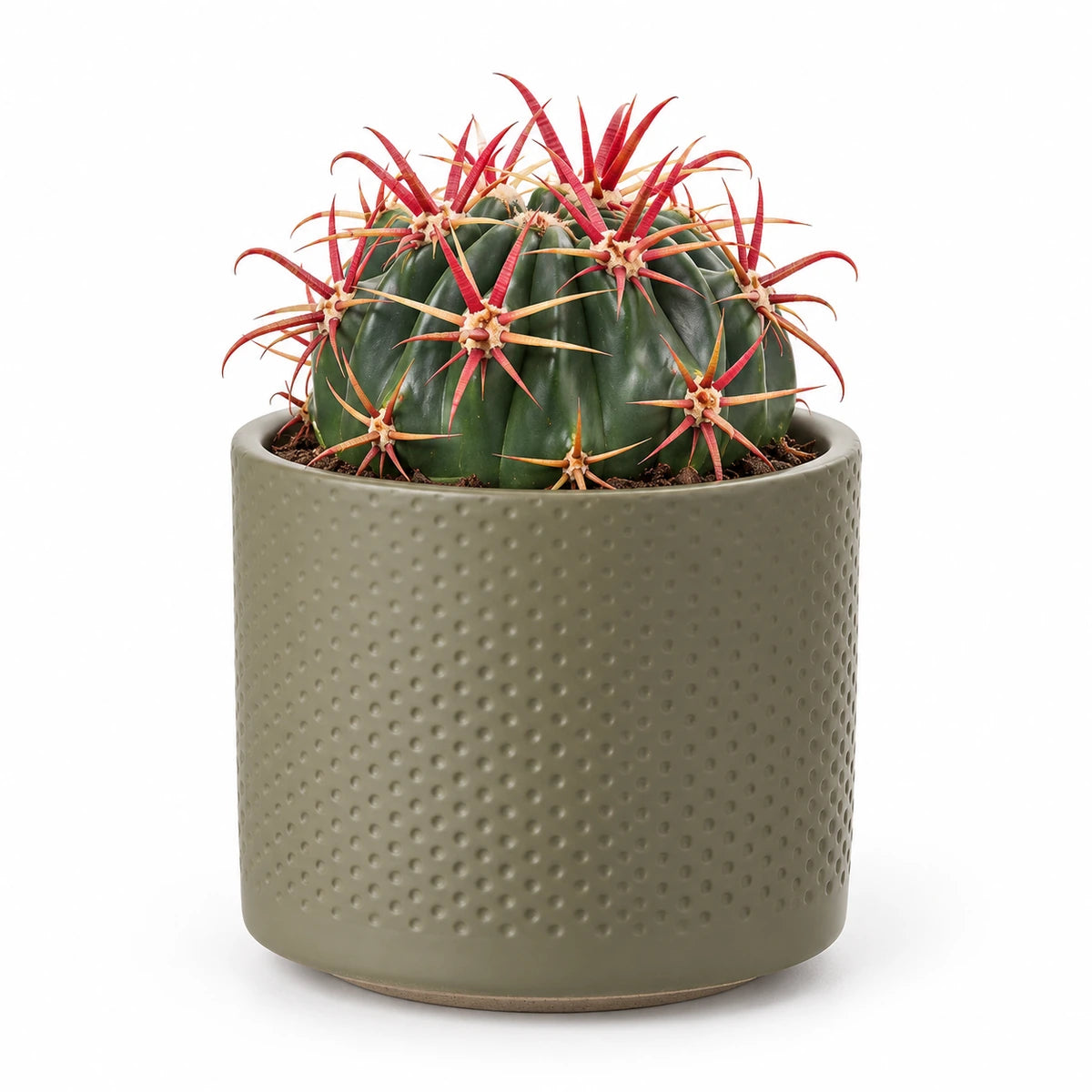 Ferocactus latispinus 10.5cm + Era green relief 10.5cm (1051631)