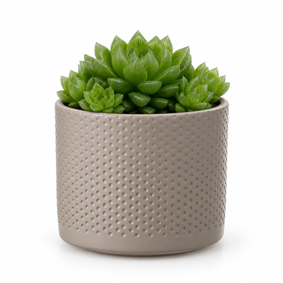 Haworthia cooperii 10.5cm + Era taupe relief 10.5cm (1051626)