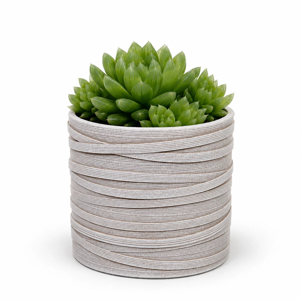 Haworthia cooperii 10.5cm + Capi cylinder loop ivory 12cm (BLPI211)