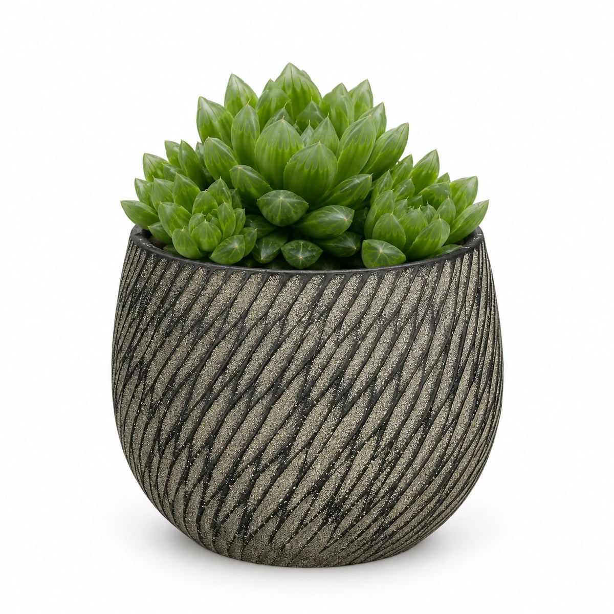 Haworthia cooperii 10.5cm + Elio anthracite 11cm (1163961)