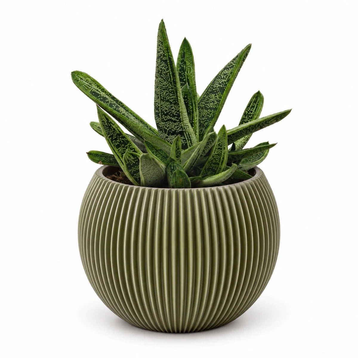 Gasteria 'little warty' 8.5cm + Capi Vase ball groove green 13cm (BGVGN109)