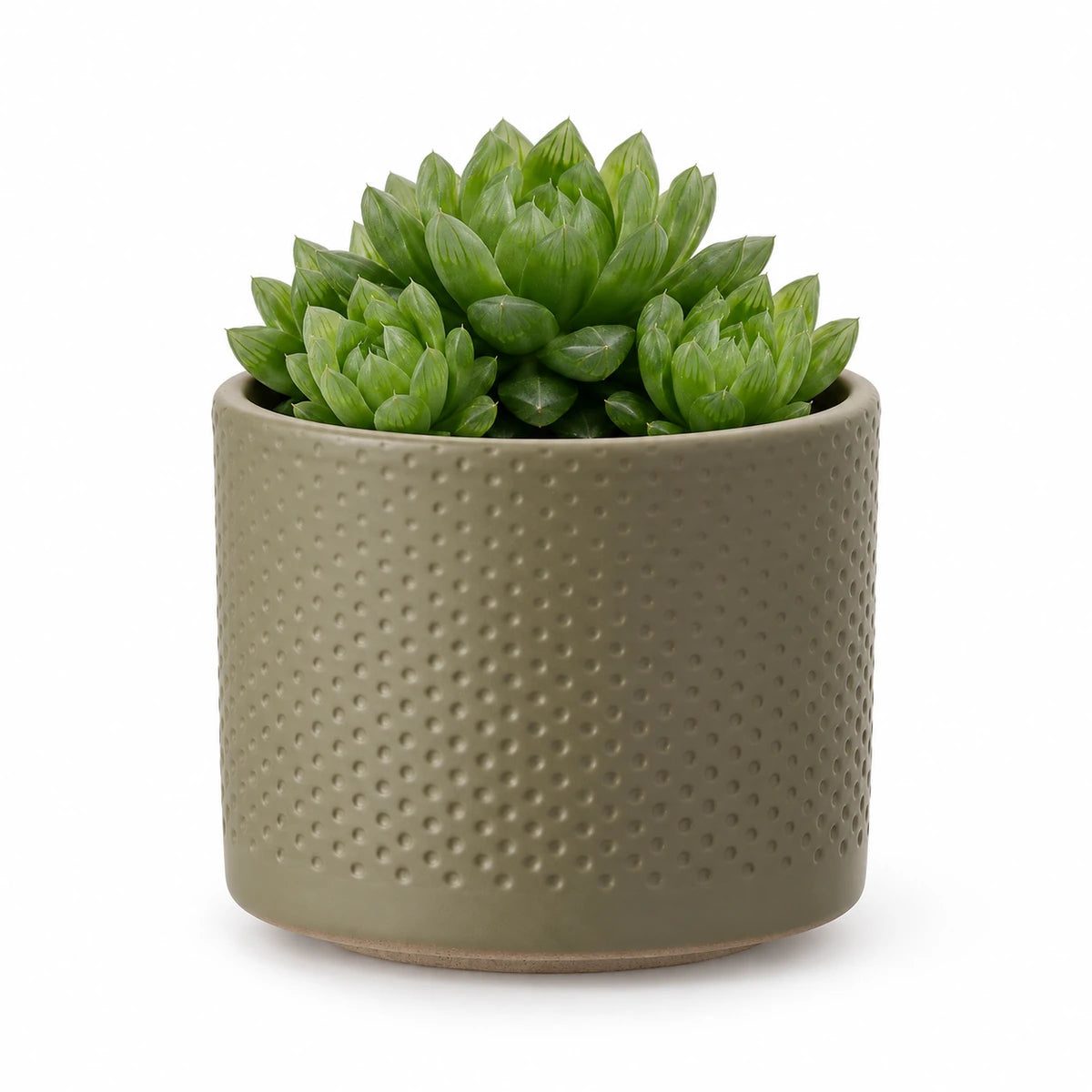 Haworthia cooperii 10.5cm + Era green relief 10.5cm (1051631)