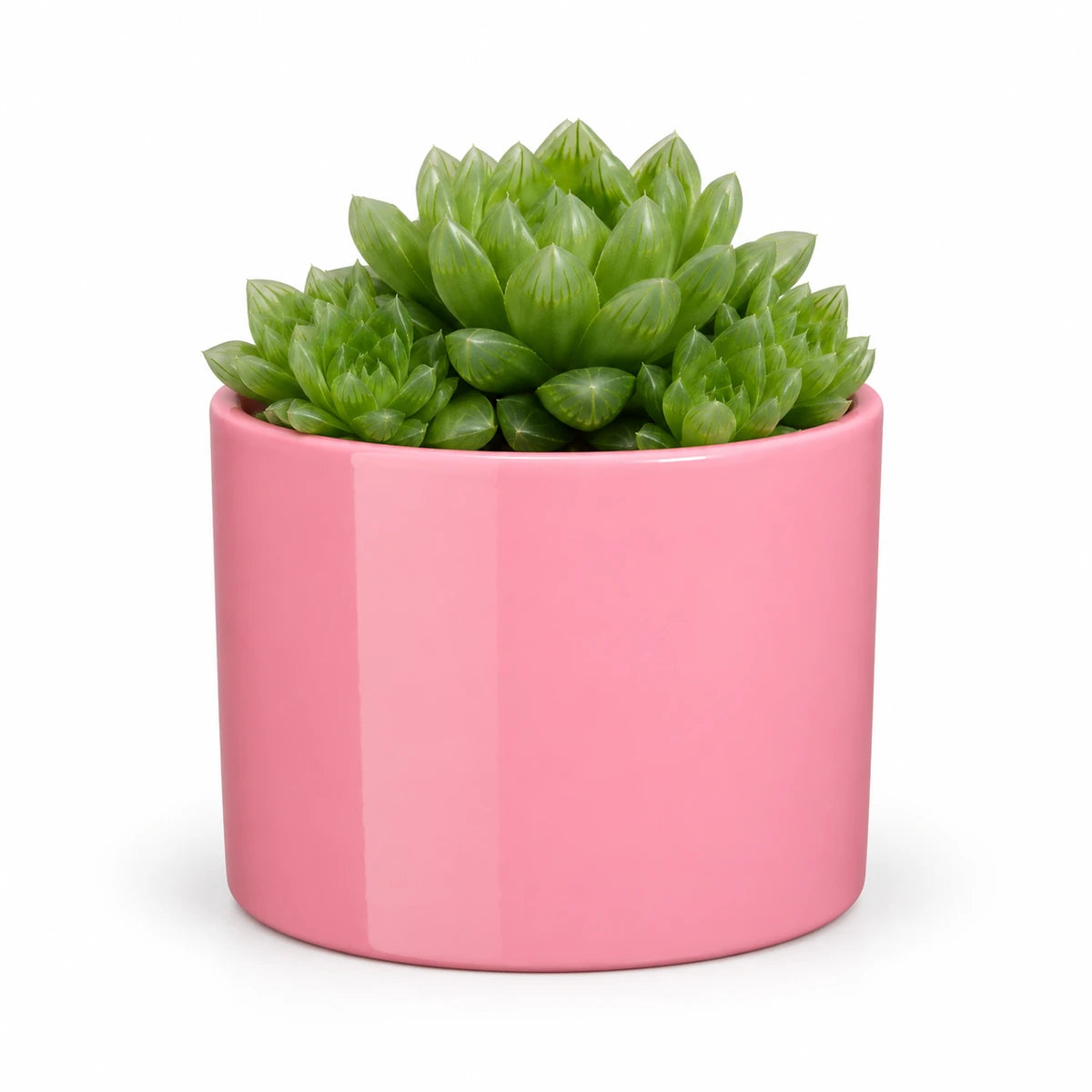 Haworthia cooperii 10.5cm + Era pink 10.5cm (1135536)