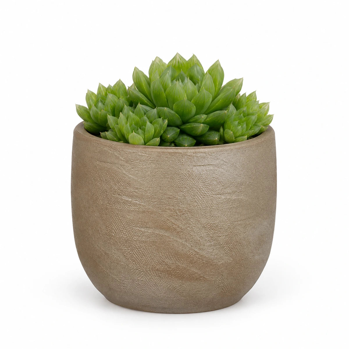 Haworthia cooperii 10.5cm + Nora taupe 11cm (1074611)