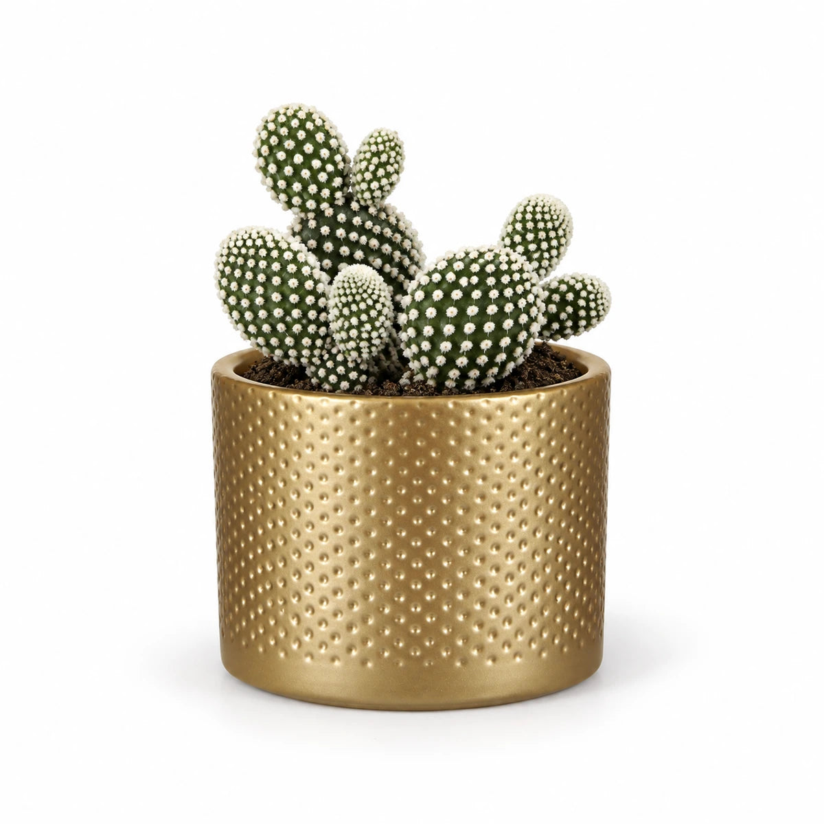 Opuntia 'albispina' 10.5cm + Era gold relief 10.5cm (1059866)