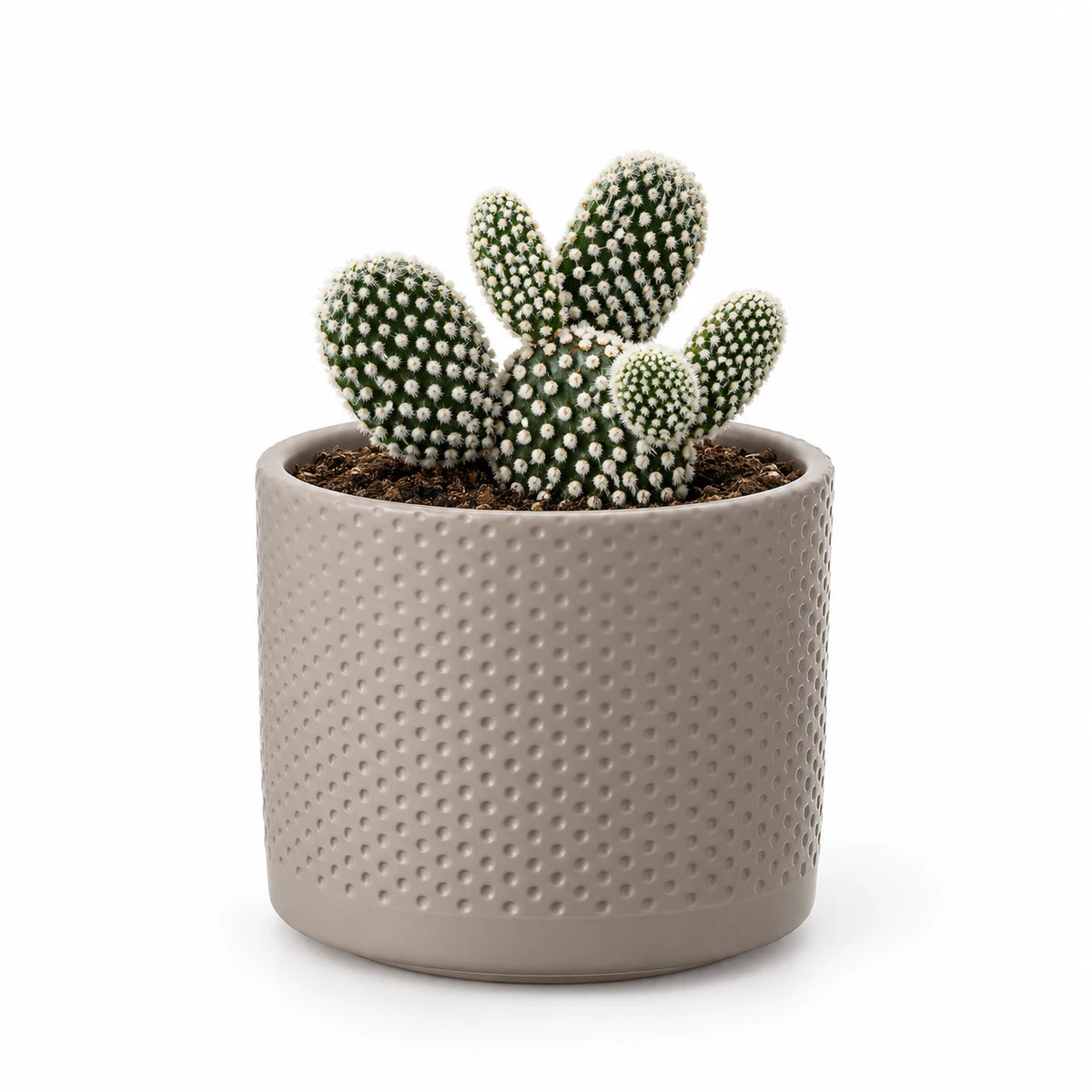 Opuntia 'albispina' 10.5cm + Era taupe relief 10.5cm (1051626)