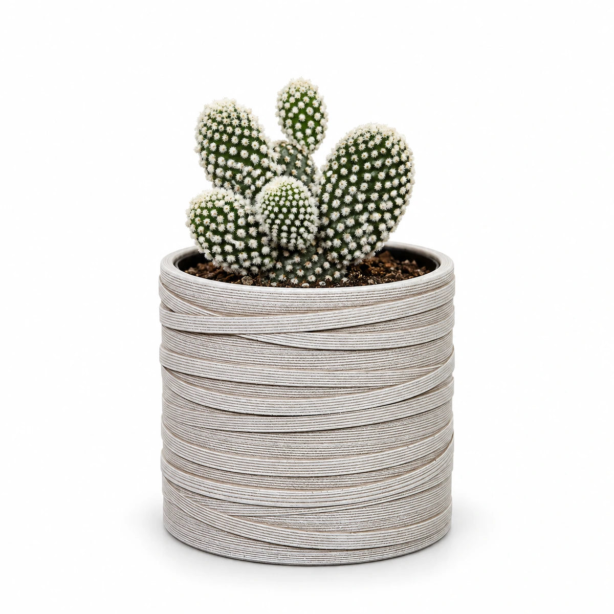 Opuntia 'albispina' 10.5cm + Capi cylinder loop ivory 12cm (BLPI211)