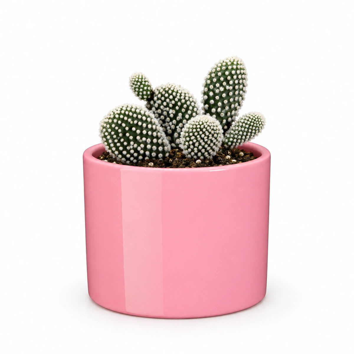 Opuntia 'albispina' 10.5cm + Era pink 10.5cm (1135536)