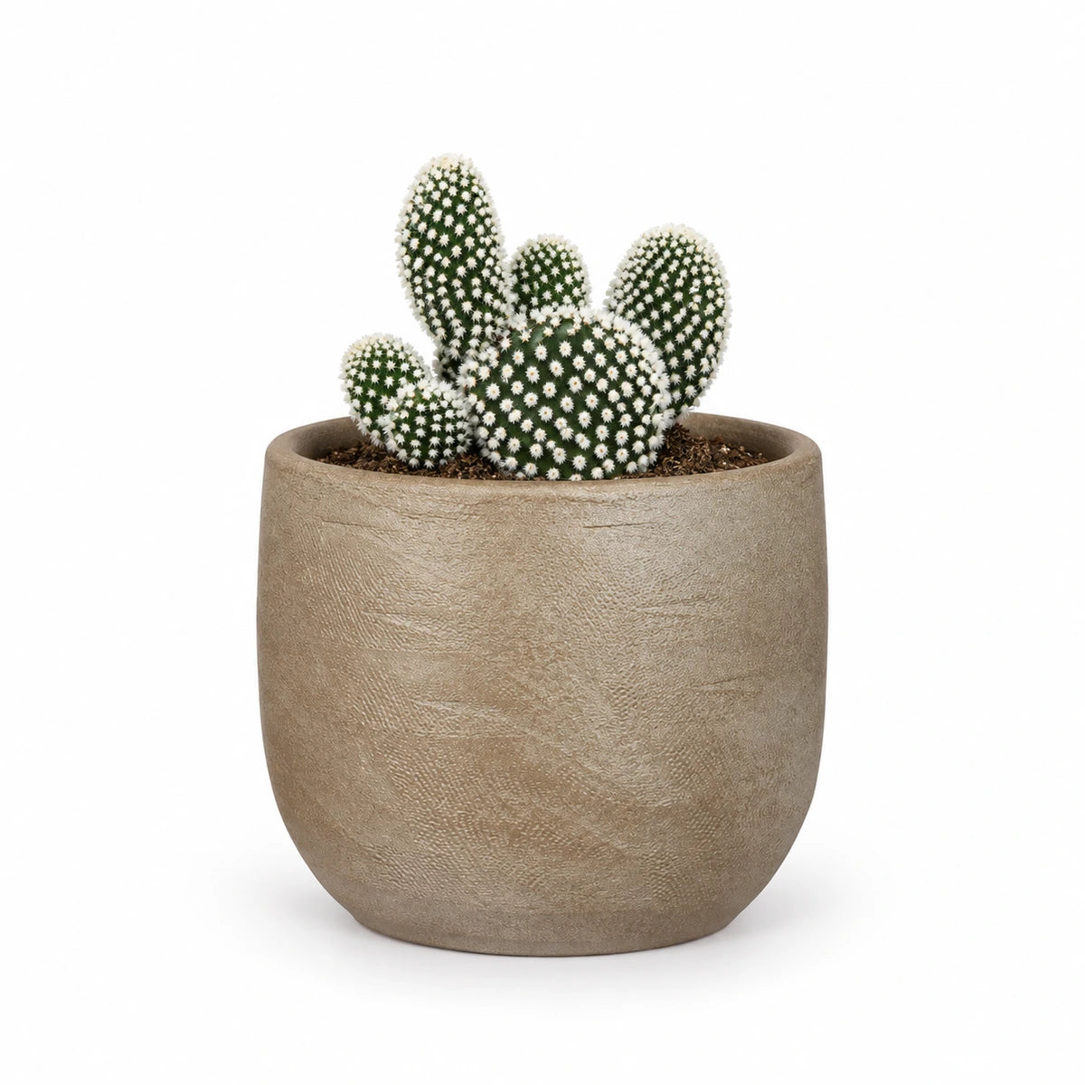 Opuntia 'albispina' 10.5cm + Nora taupe 11cm (1074611)