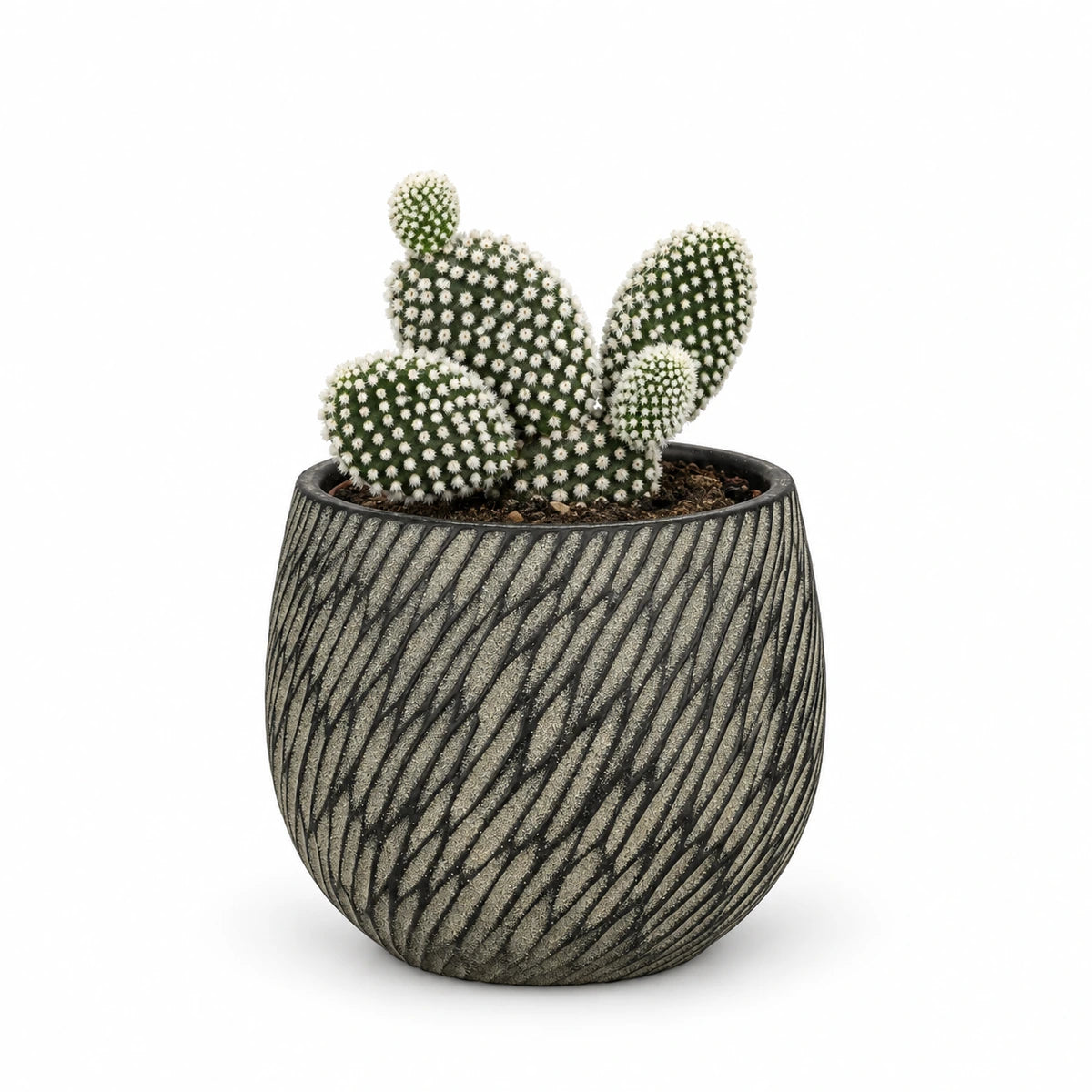 Opuntia 'albispina' 10.5cm + Elio anthracite 11cm (1163961)