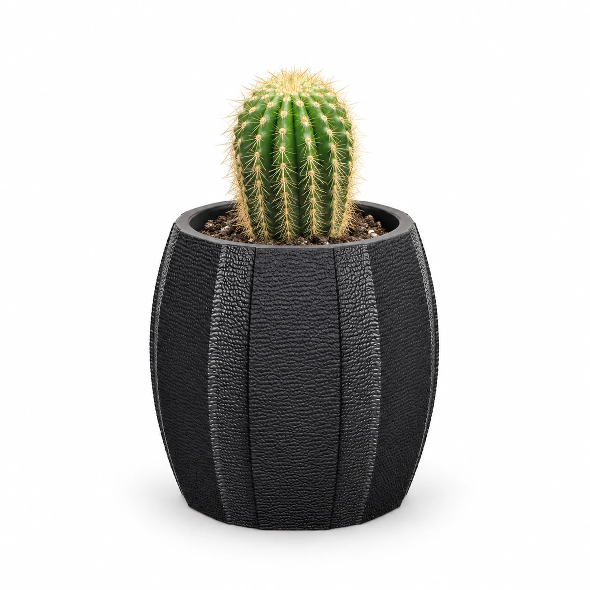 Trichocereus spachianus 8.5cm + Capi elegant wide arc anthracite 12cm (BARA292)
