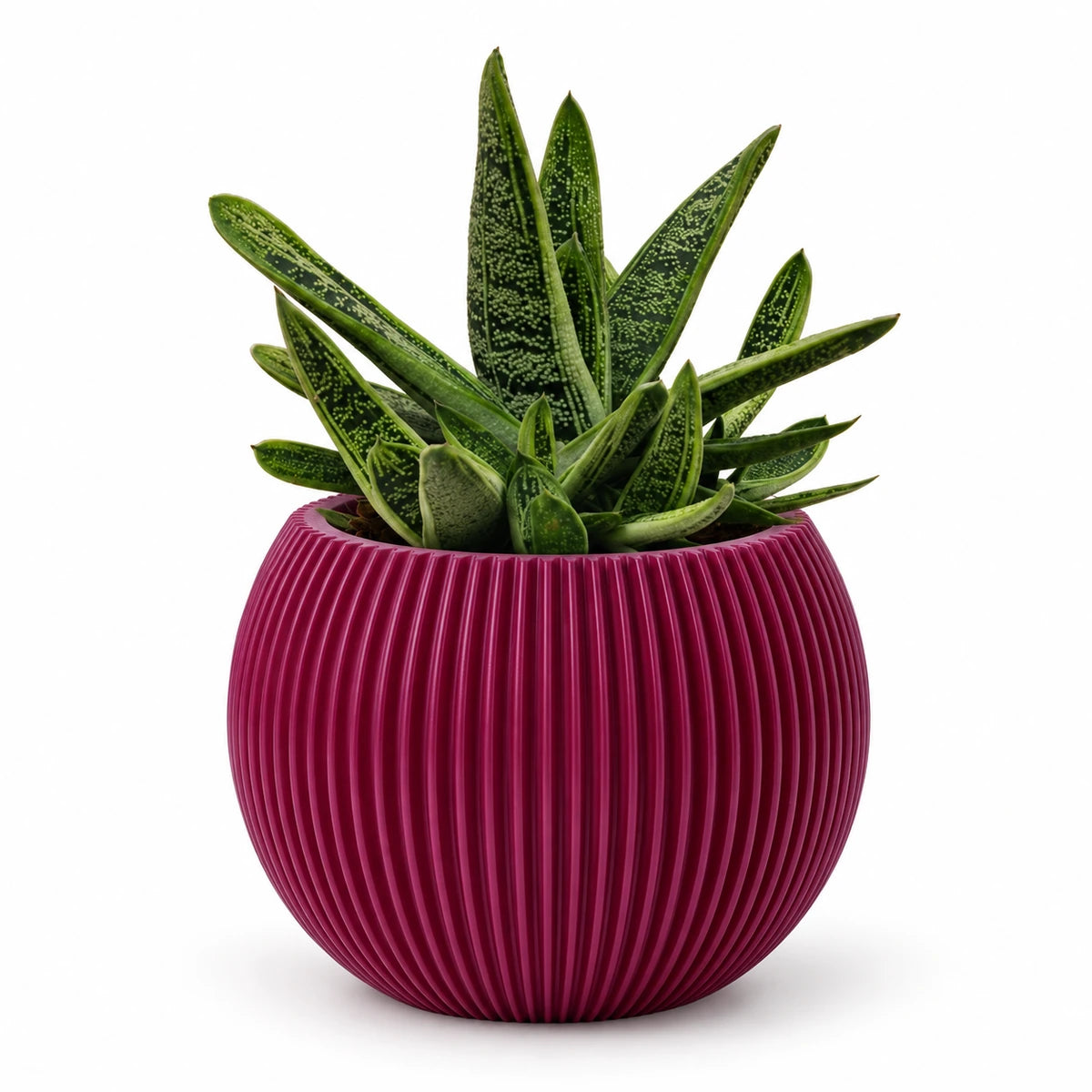 Gasteria 'little warty' 8.5cm + Capi Vase ball groove purple 13cm (BGVP109)