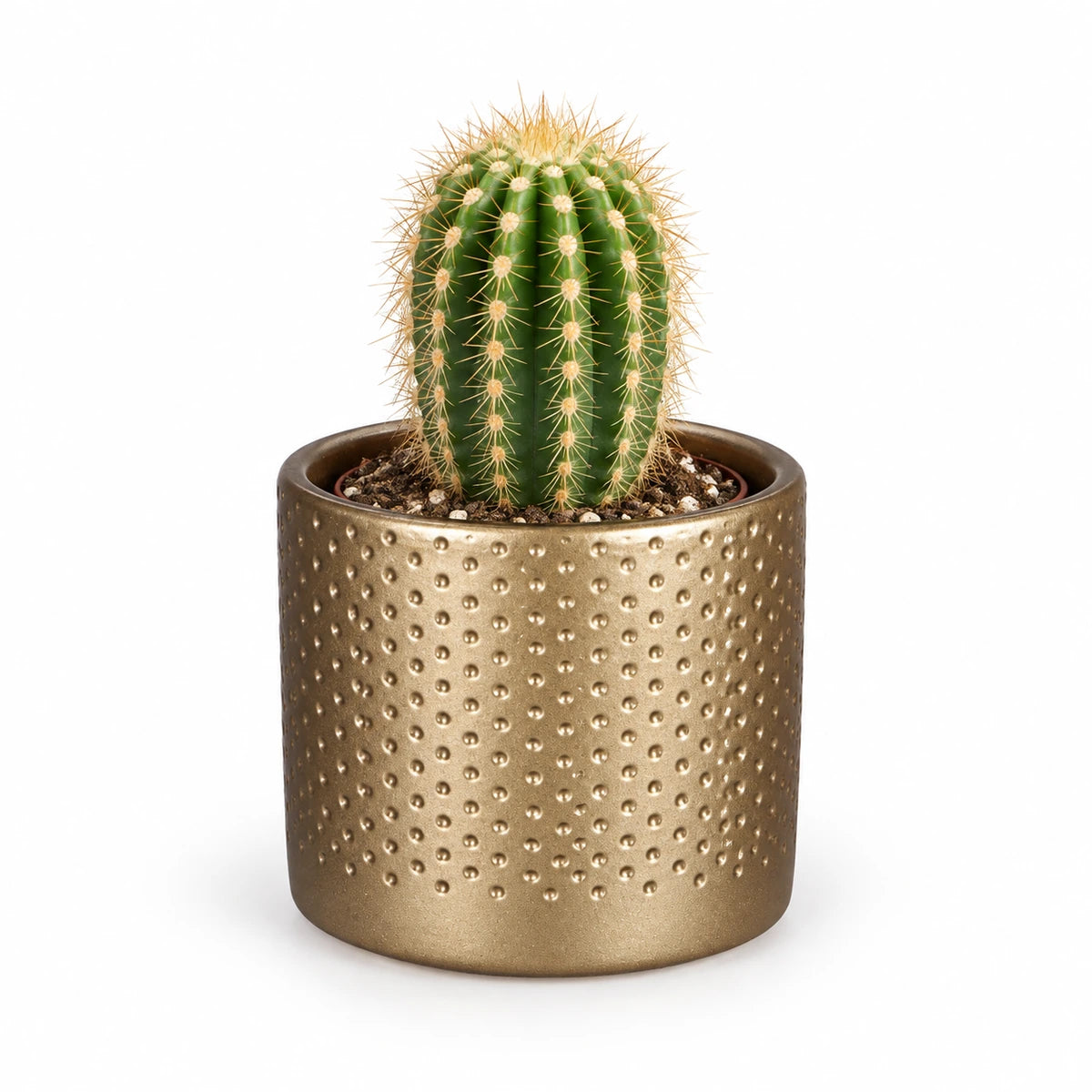 Trichocereus spachianus 8.5cm + Era gold relief 8.5cm (1096073)