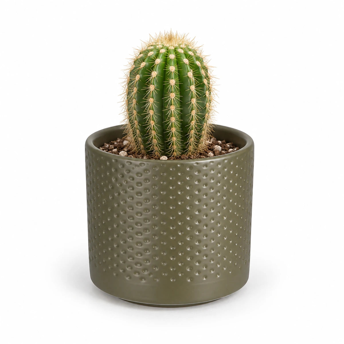 Trichocereus spachianus 8.5cm + Era green relief 8.5cm (1096064)