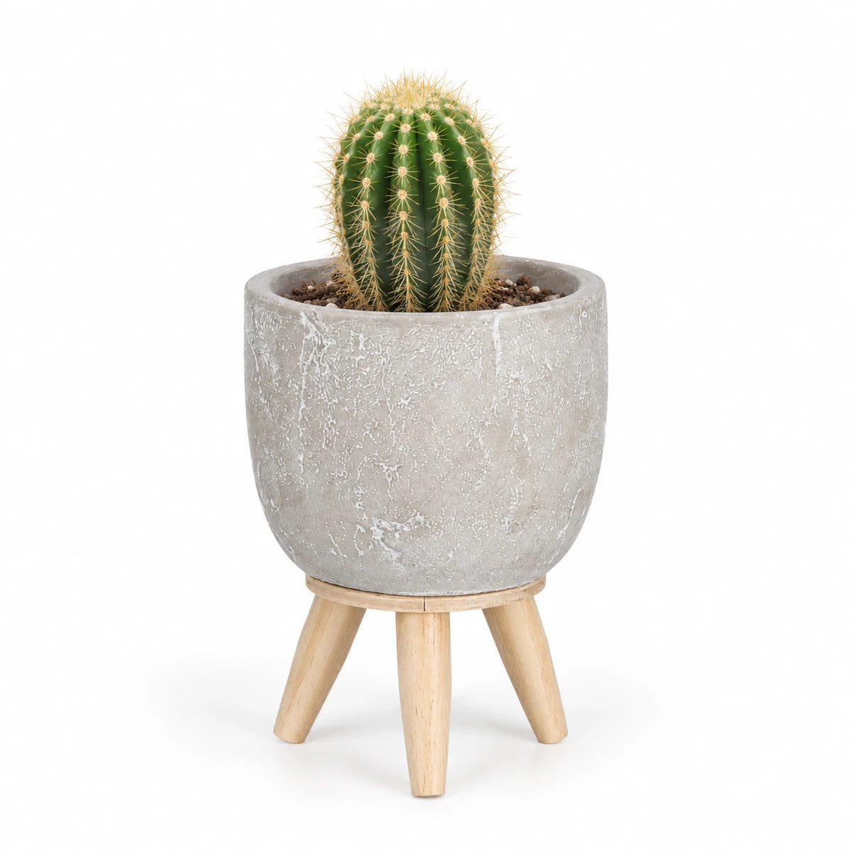 Trichocereus spachianus 8.5cm + Jimmy on stand l.grey 10.5cm (1095042)