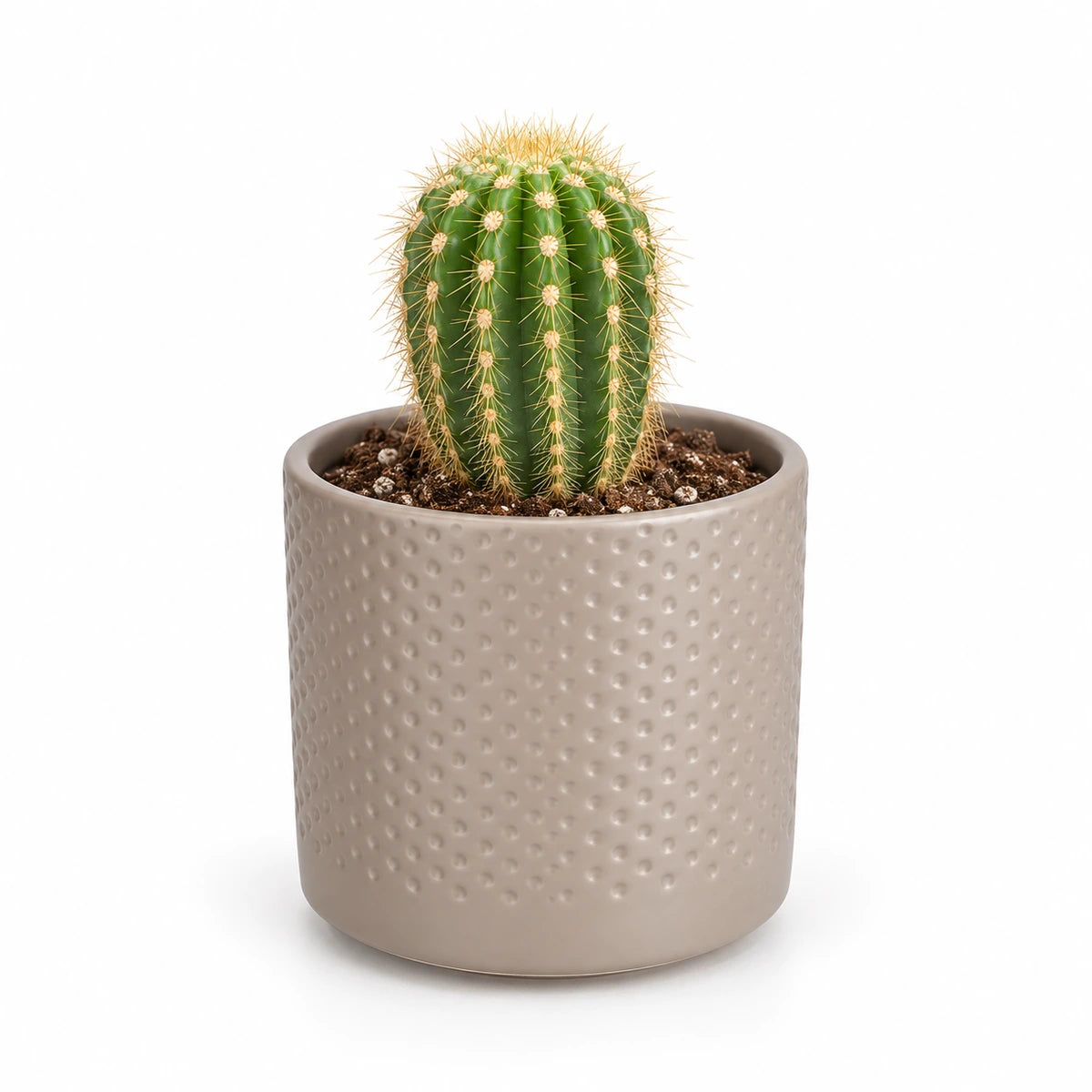 Trichocereus spachianus 8.5cm + Era taupe relief 8.5cm (1096062)