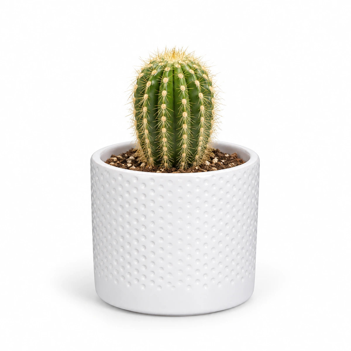 Trichocereus spachianus 8.5cm + Era white relief 8.5cm (1096055)