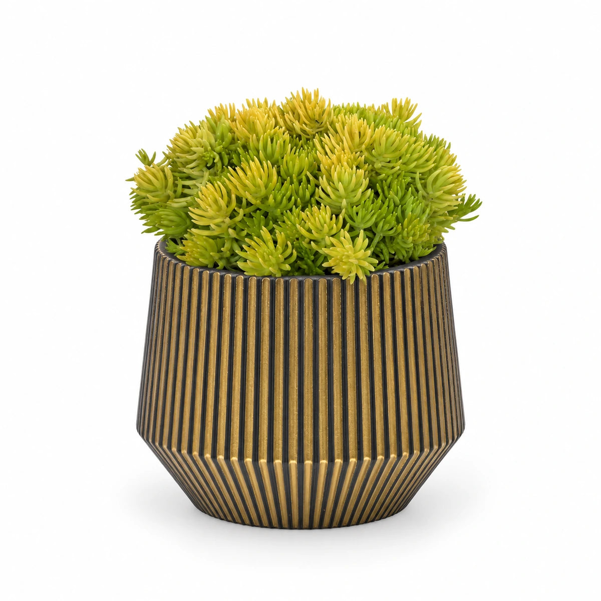 Sedum 'Kent Belle' 9cm + Capi Vase cylinder geo groove black-gold 13cm (BGVGB332)