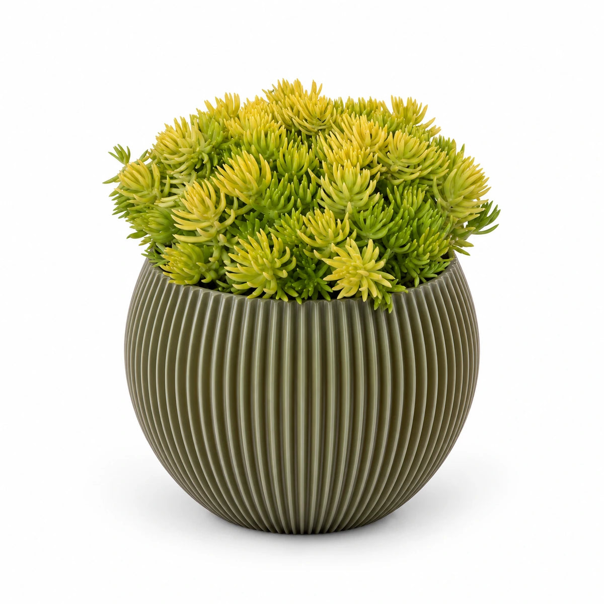 Sedum 'Kent Belle' 9cm + Capi Vase ball groove green 13cm (BGVGN109)