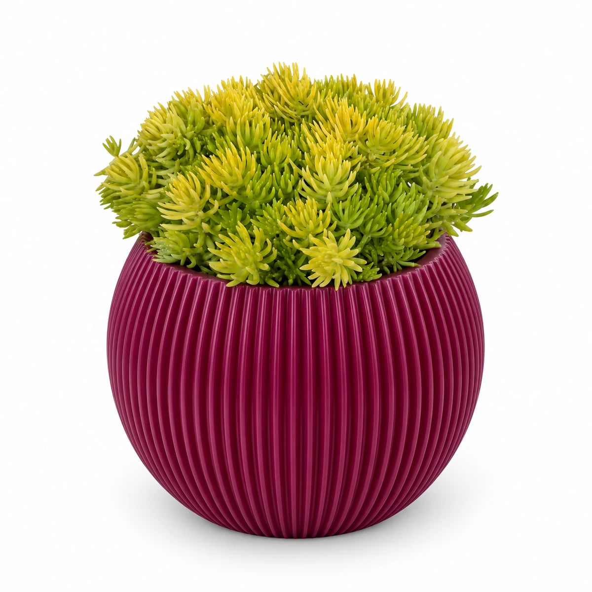 Sedum 'Kent Belle' 9cm + Capi Vase ball groove purple 13cm (BGVP109)