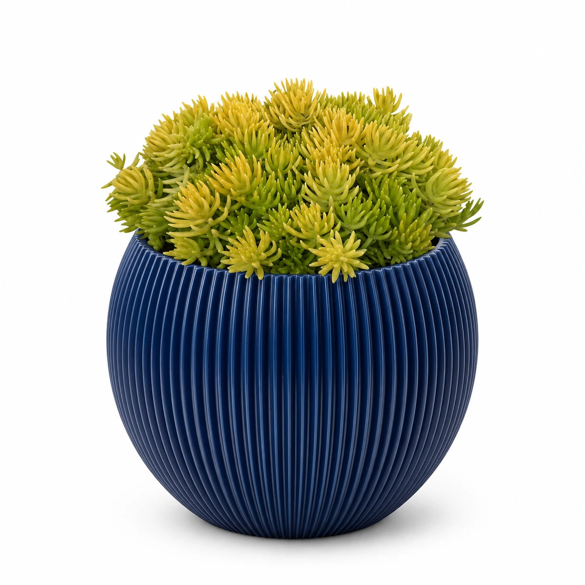 Sedum 'Kent Belle' 9cm + Capi Vase ball groove dark blue 13cm (BGVDB109)