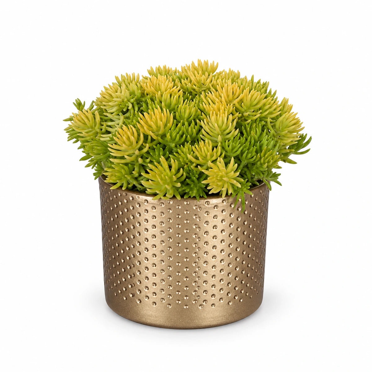 Sedum 'Kent Belle' 9cm + Era gold relief 8.5cm (1096073)