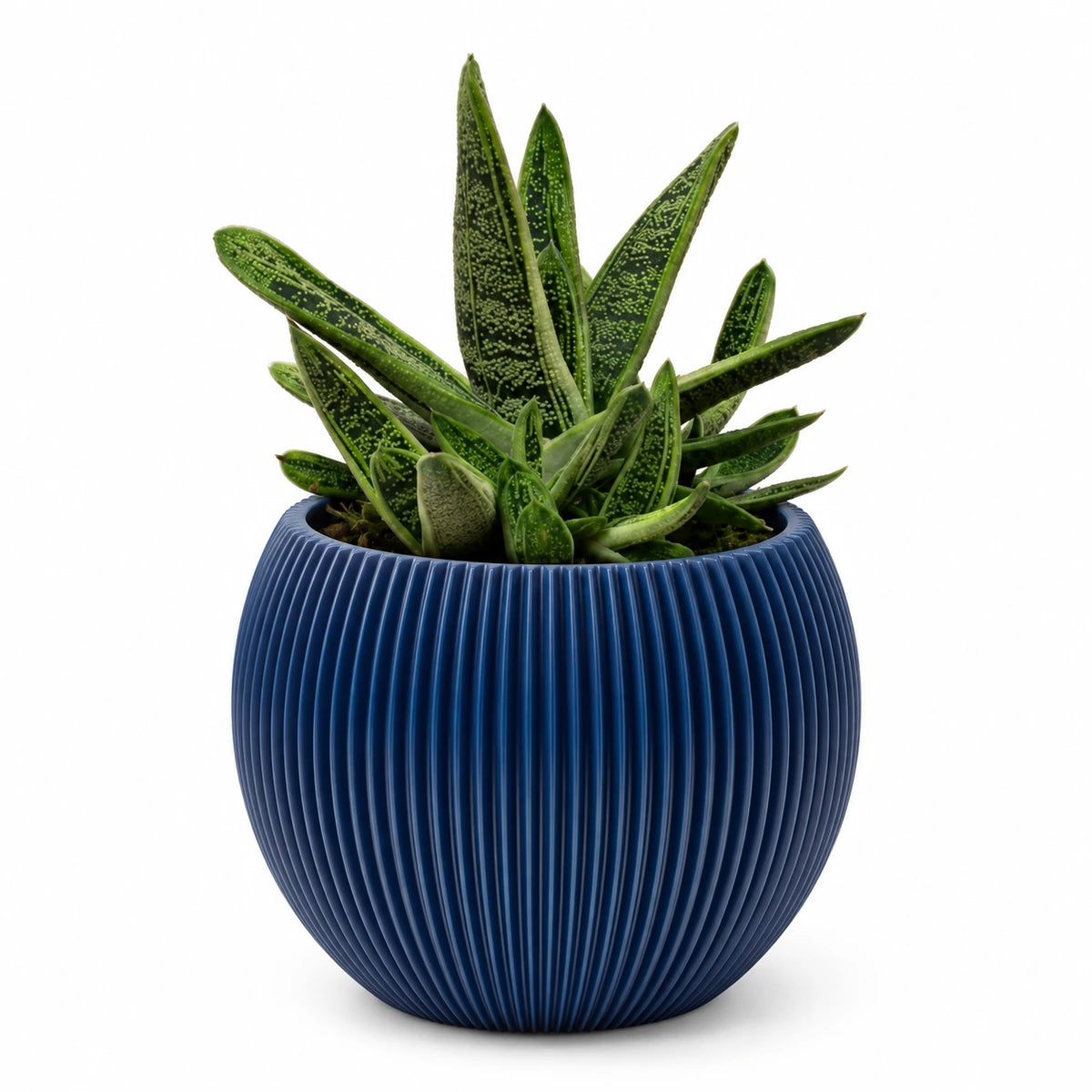 Gasteria 'little warty' 8.5cm + Capi Vase ball groove dark blue 13cm (BGVDB109)