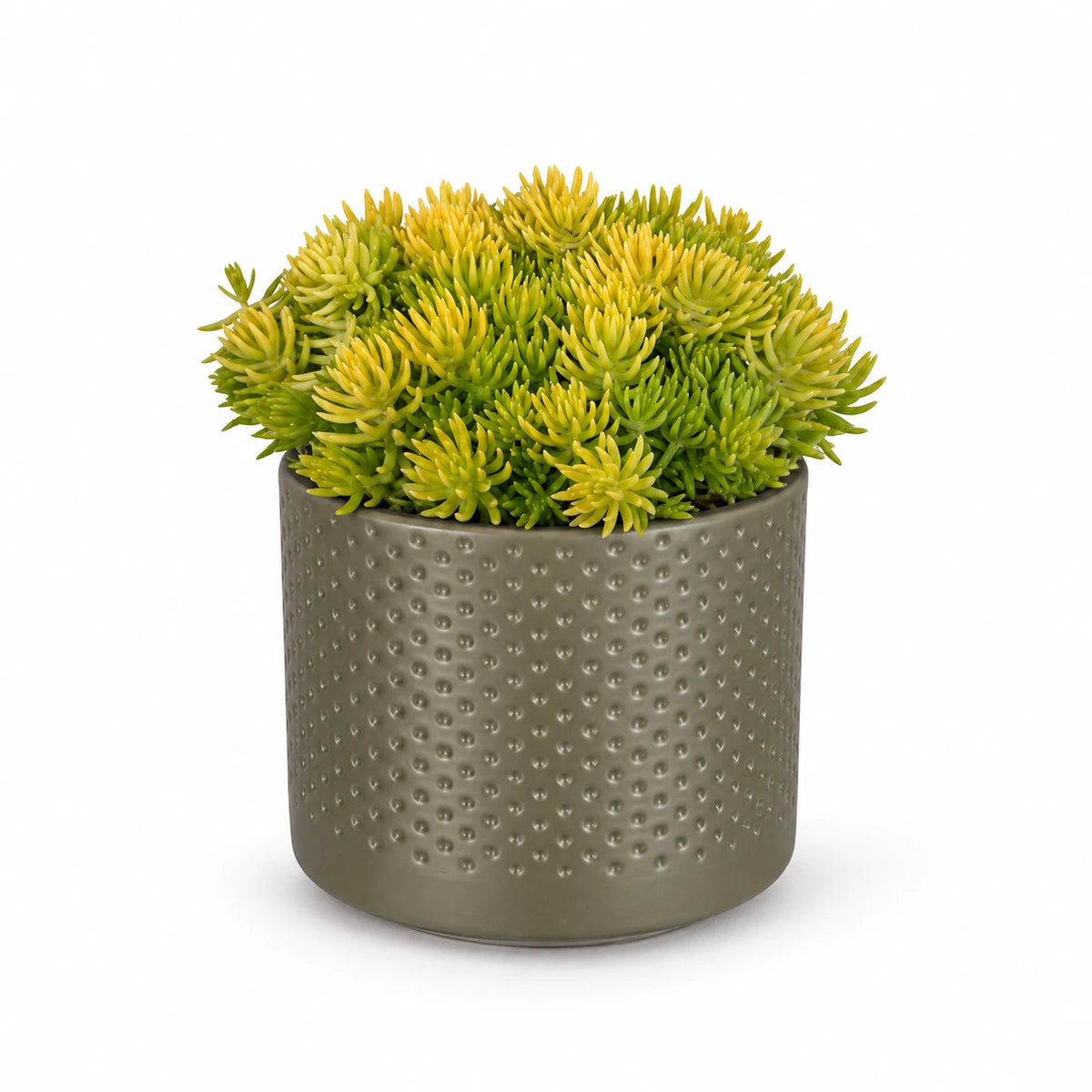 Sedum 'Kent Belle' 9cm + Era green relief 8.5cm (1096064)