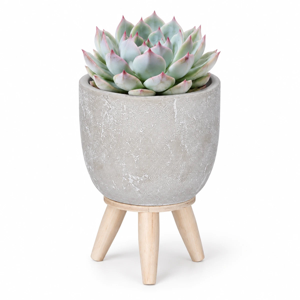 Echeveria chihuahuensis 8.5cm + Jimmy on stand l.grey 10.5cm (1095042)