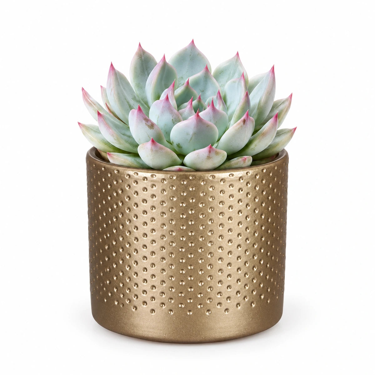 Echeveria chihuahuensis 8.5cm + Era gold relief 8.5cm (1096073)