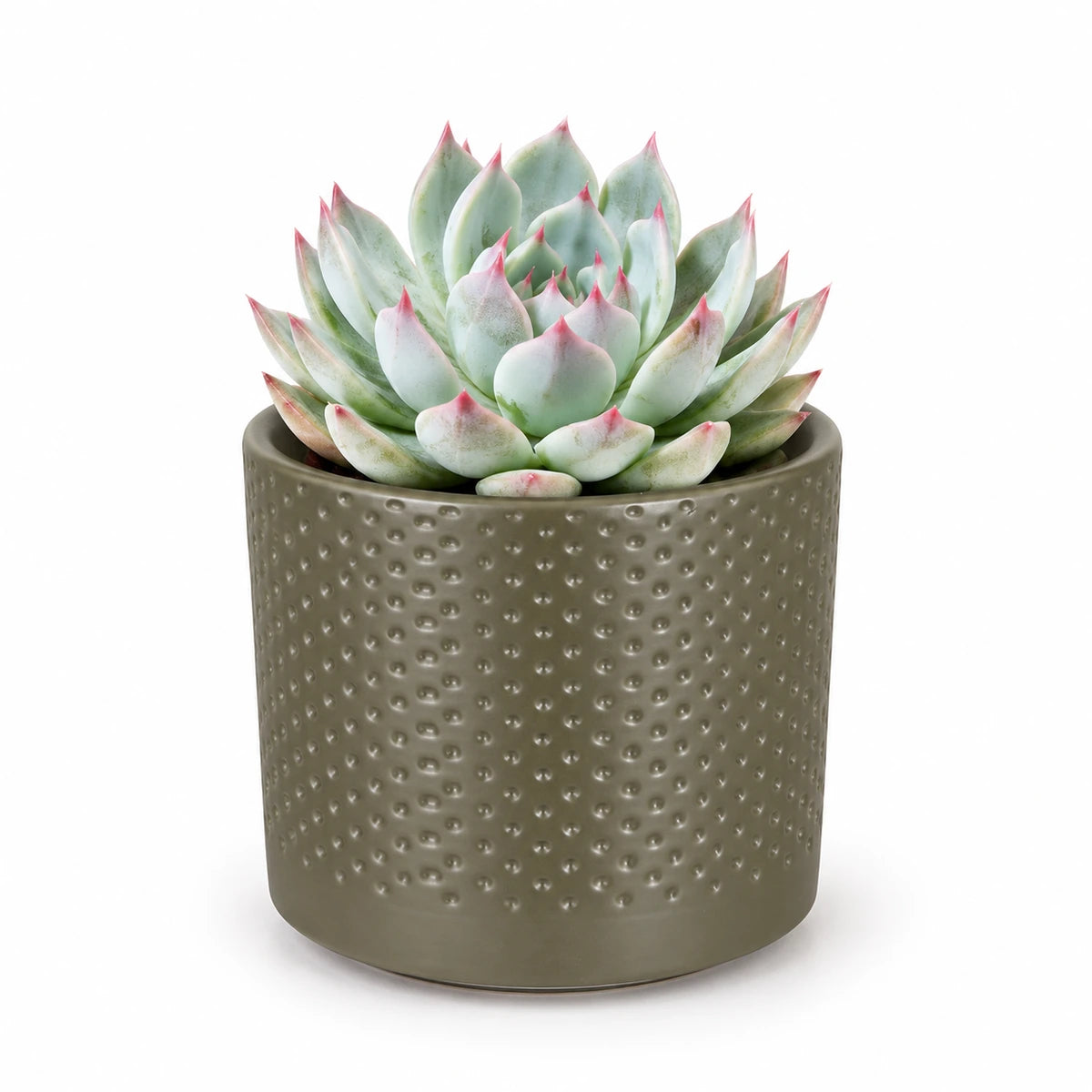 Echeveria chihuahuensis 8.5cm + Era green relief 8.5cm (1096064)