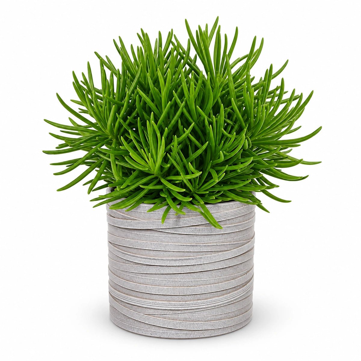 Senecio archeri 10.5cm + Capi cylinder loop ivory 12cm (BLPI211)