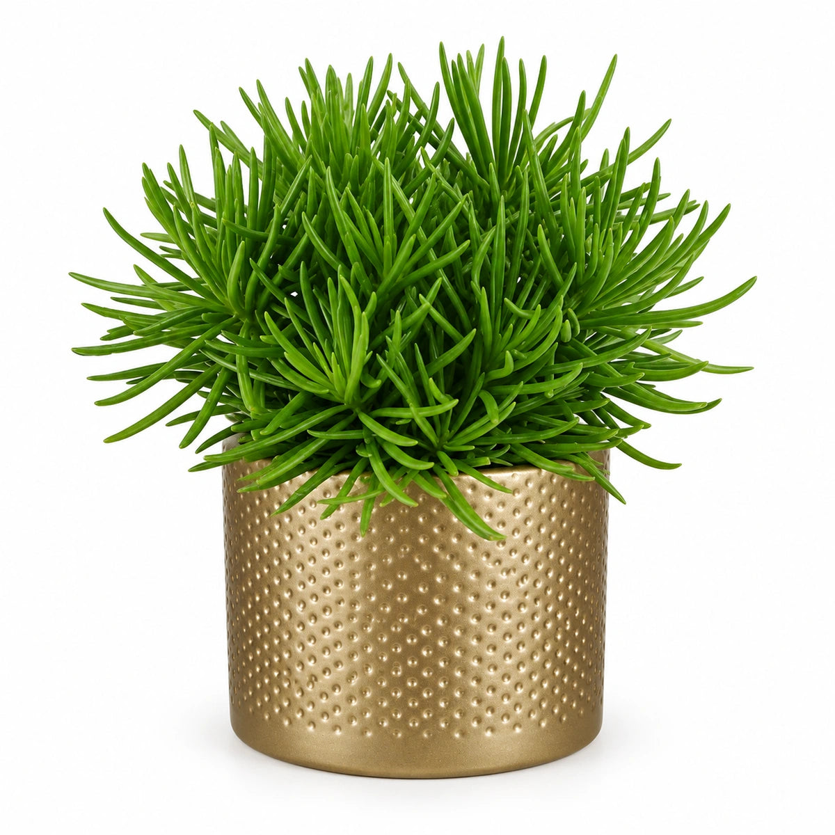 Senecio archeri 10.5cm + Era gold relief 10.5cm (1059866)
