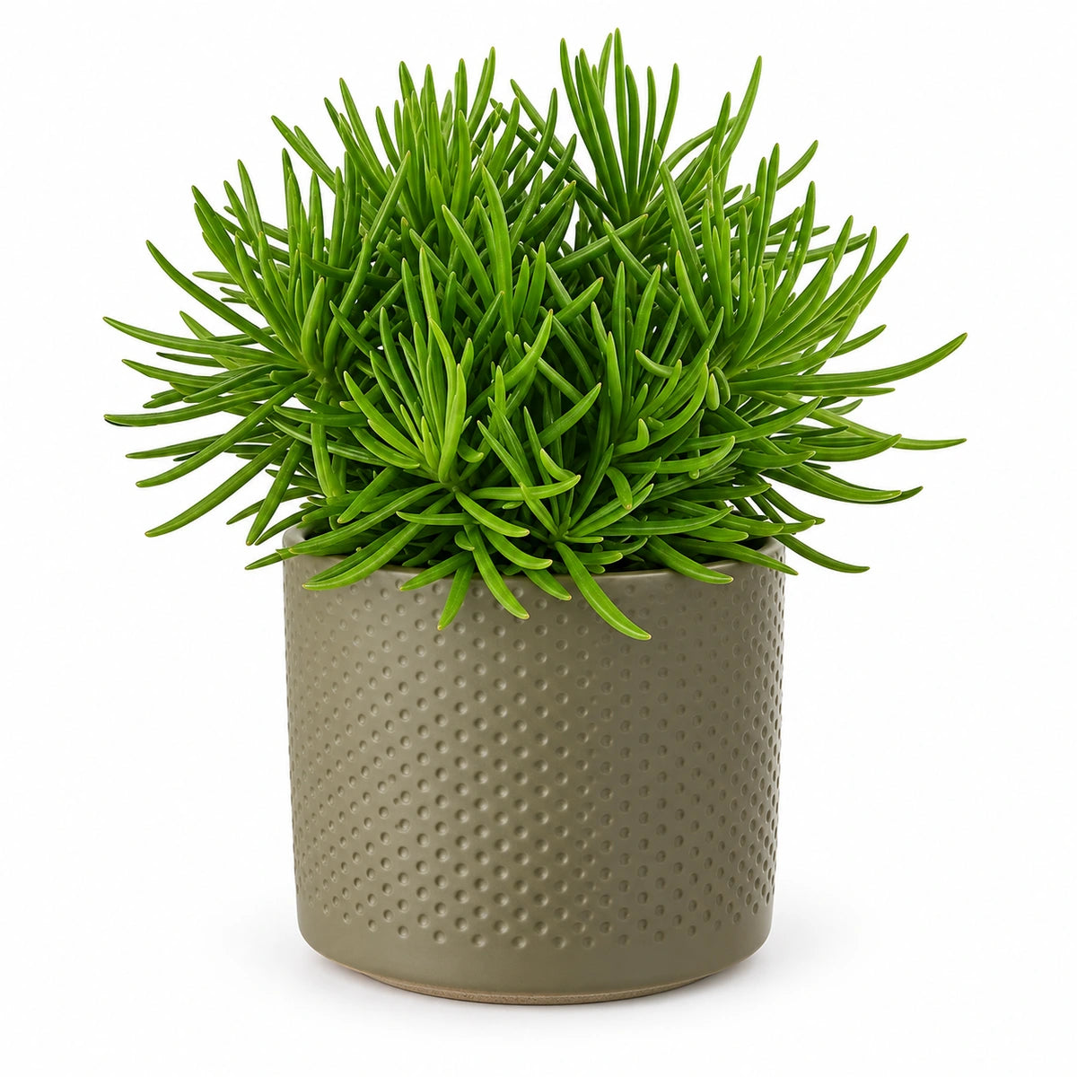 Senecio archeri 10.5cm + Era green relief 10.5cm (1051631)