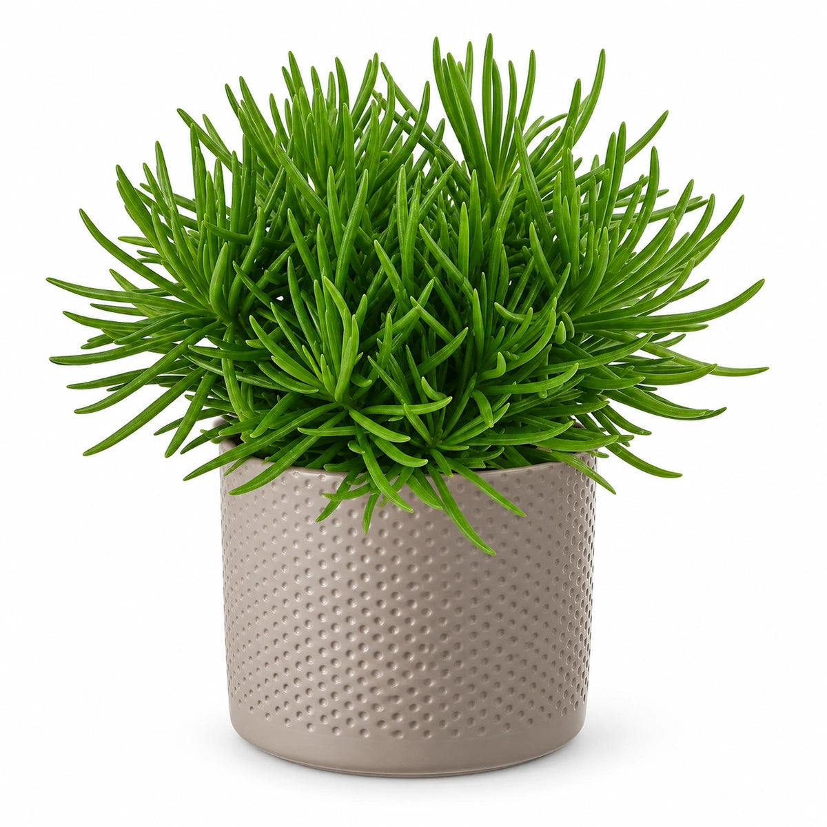 Senecio archeri 10.5cm + Era taupe relief 10.5cm (1051626)